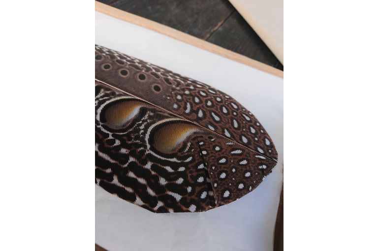 おかみのブログ編》美しすぎるっ！流石…最も珍重されているのも納得