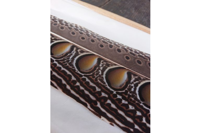 おかみのブログ編》美しすぎるっ！流石…最も珍重されているのも納得